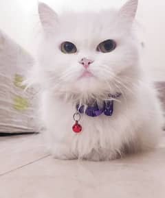 White furry persian cat with all her accessories