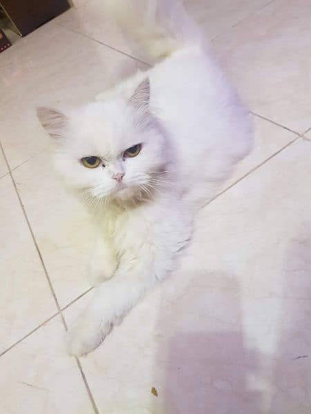 White furry persian cat with all her stuff 1