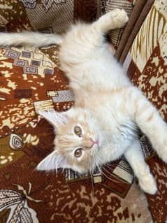 Persian kitten 2 months age 0