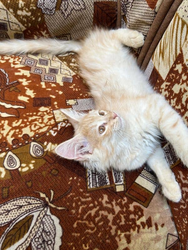 Persian kitten 2 months age 1