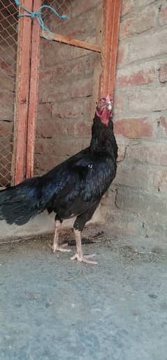 pure Thai murgi breed ke liye best