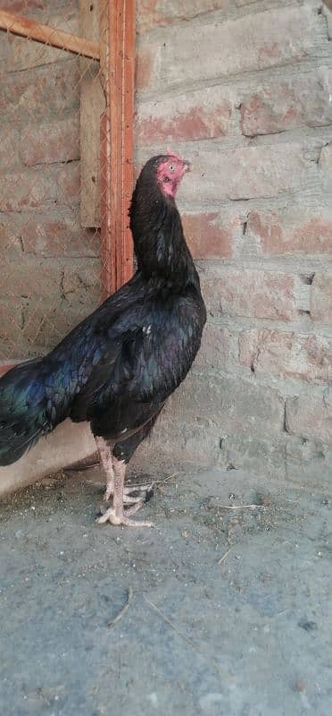 pure Thai murgi breed ke liye best 1