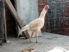 heera aseel chicks for sale 0