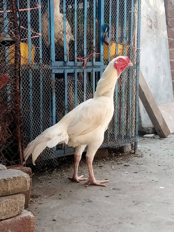 heera aseel chicks for sale 1