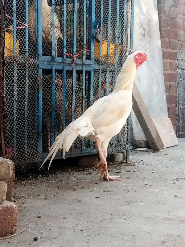 heera aseel chicks for sale 2