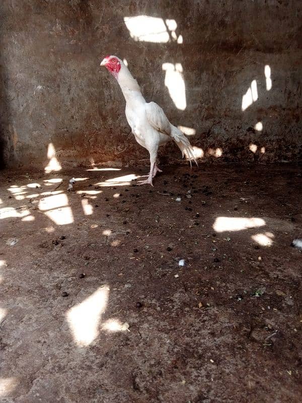 heera aseel chicks for sale 3