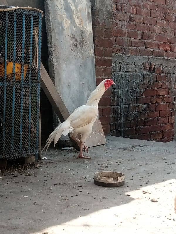 heera aseel chicks for sale 4