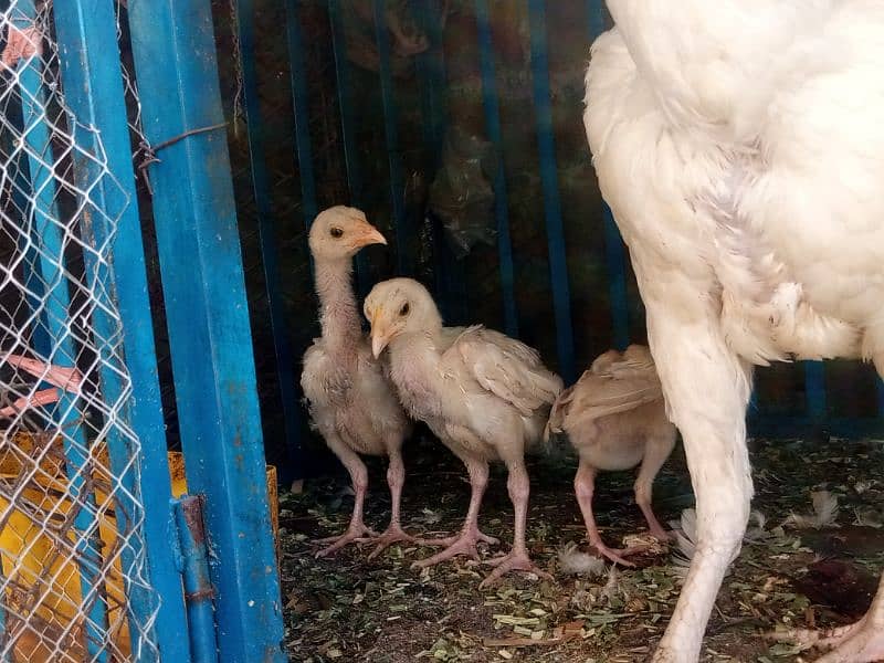 heera aseel chicks for sale 5