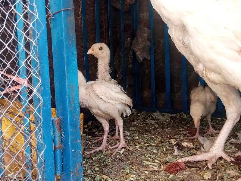 heera aseel chicks for sale 6