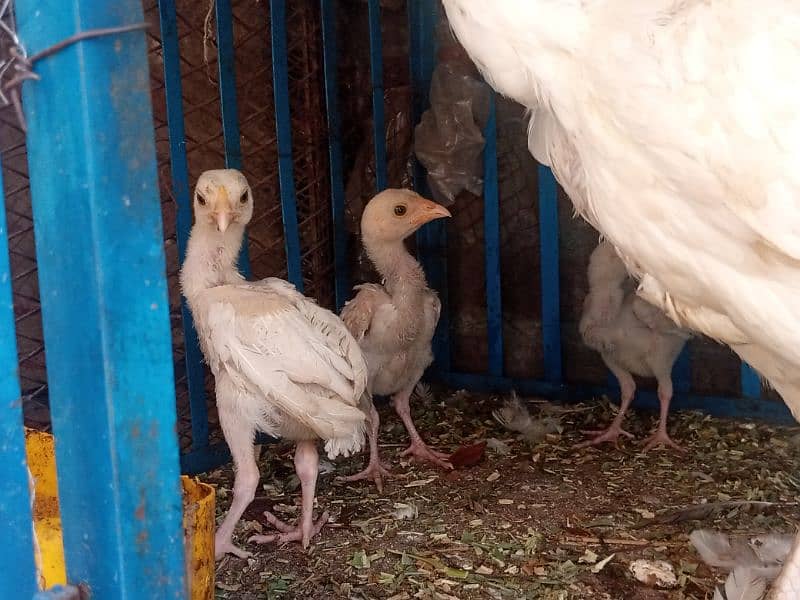 heera aseel chicks for sale 7