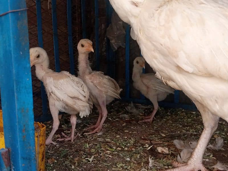 heera aseel chicks for sale 8