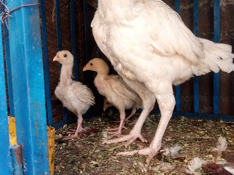 heera aseel chicks for sale 9