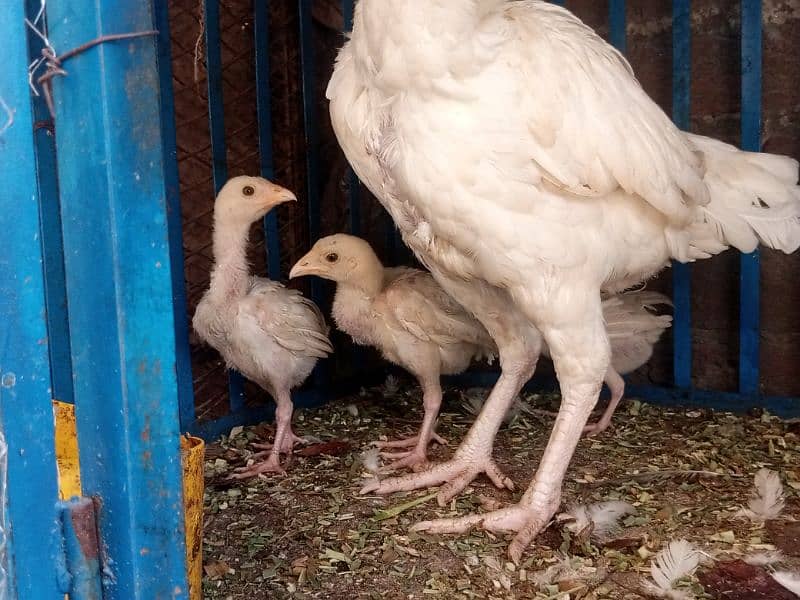 heera aseel chicks for sale 10