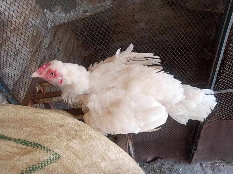 heera aseel chicks for sale 12