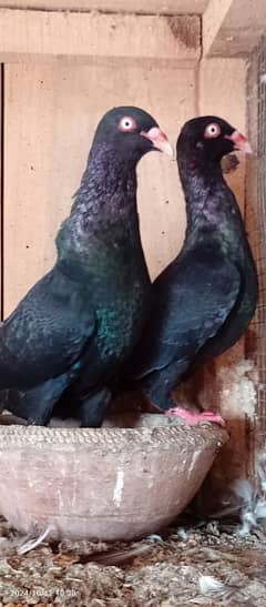 pigeons for sale