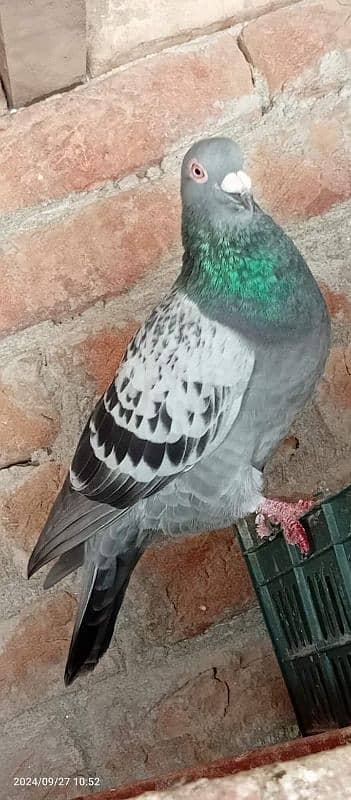 pigeons for sale 6