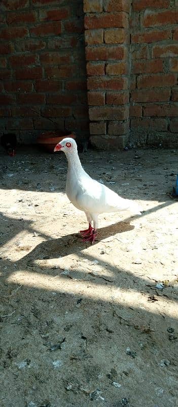 pigeons for sale 10