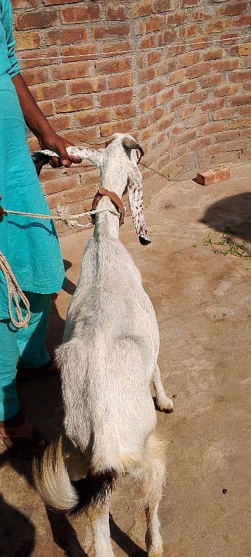 goats sale 1