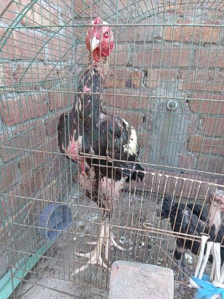 aseel thai cross male  loha murga ha 0321/8823/097 3