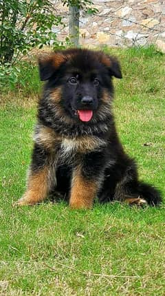 German shepherd puppies