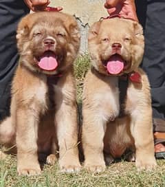 Afghan Kochi pair for sale age 2 month