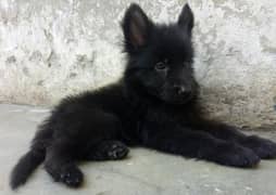 Black German shepherd