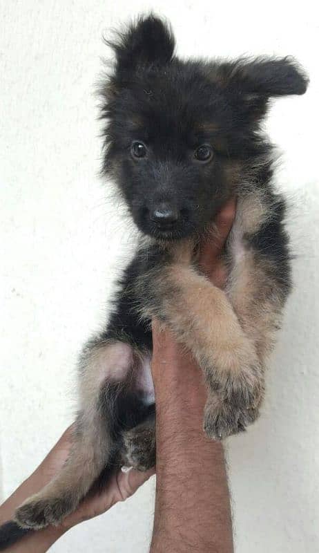 Black German shepherd 1