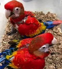 red macaw parrot cheeks for sale