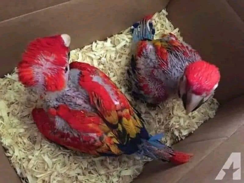 red macaw parrot cheeks for sale 1