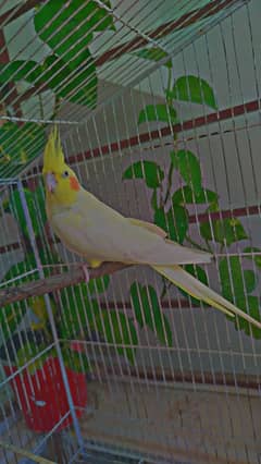 Breeder FEMALE For Sale Fixed Price 0