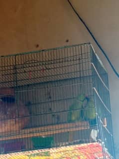 Ringneck breeder pair