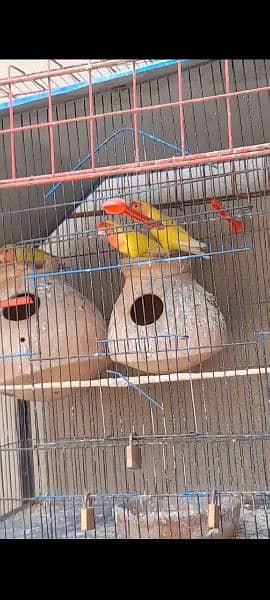 Lotino Bird Pair 1