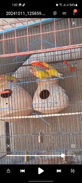 Lotino Bird Pair 3