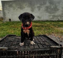 Pakistan bully puppy available