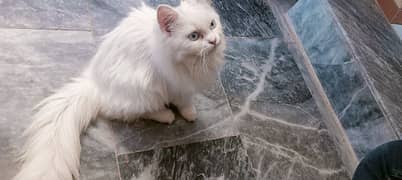 Pure Persian Kitten for sale 0