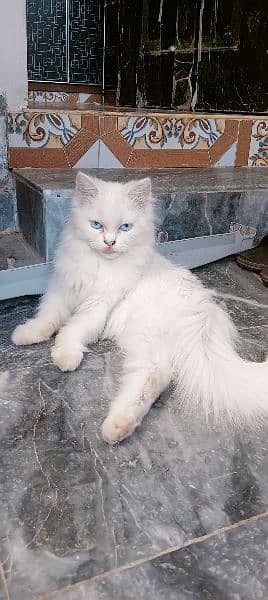 Pure Persian Kitten for sale 1