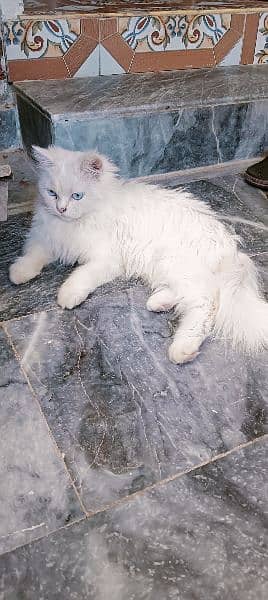 Pure Persian Kitten for sale 2