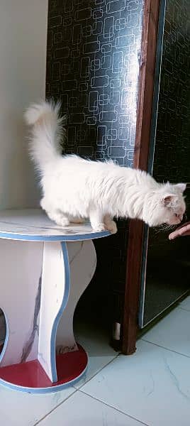 Pure Persian Kitten for sale 4