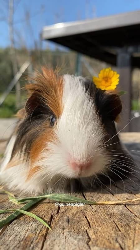 guinea pig male 0