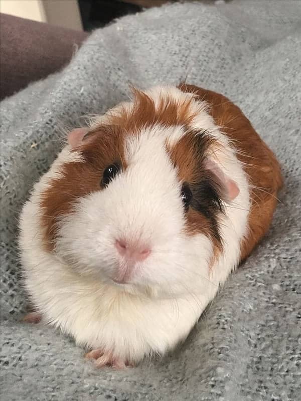 guinea pig male 3