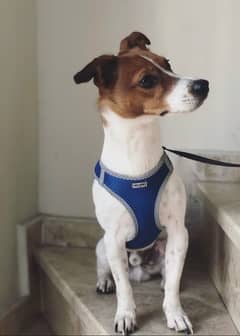 Pedigree Male Jack Russel Terrier