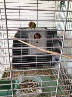 Love bird Breeder pair