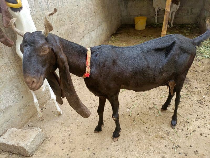 Pure Kamori Bakri 4