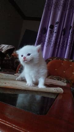 persion kitten pure white 0