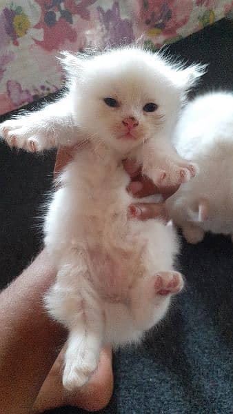 persion kitten pure white 1