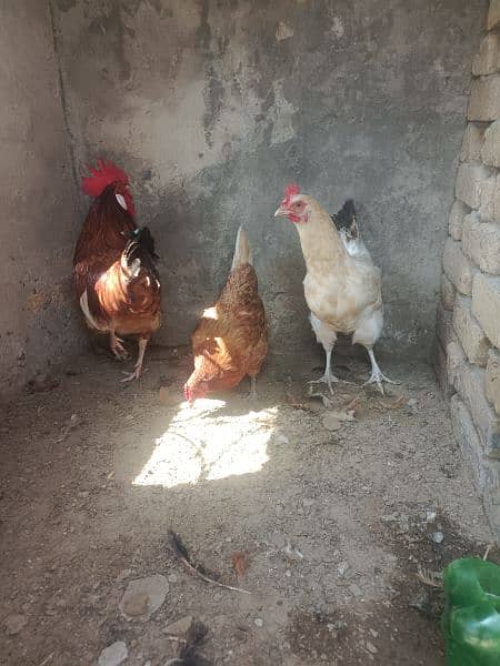 Golden Misri Hens 3