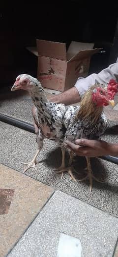 Aseel Jawa Breed Pair 15000