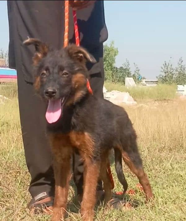 German Dabal coat male for sale age 3 month 1