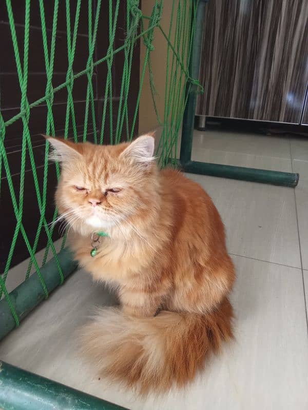 Persian cat 3