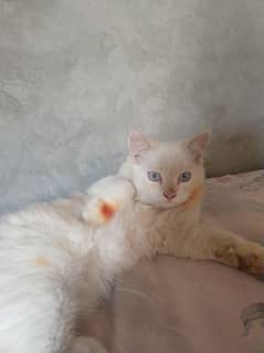 Cat With Blue Eyes Persian white